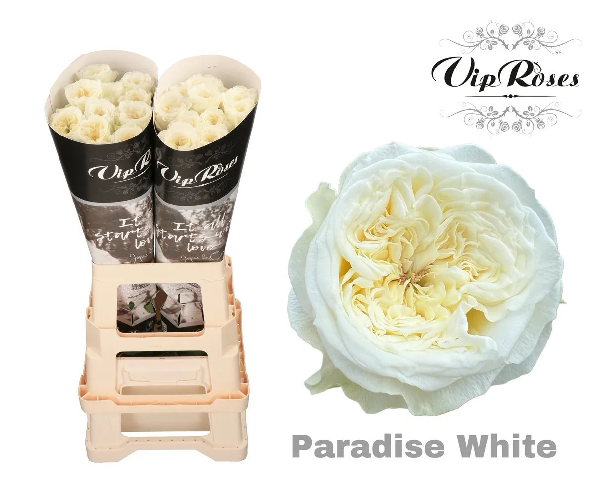 R Gr Paradise White X20 • 70 cm