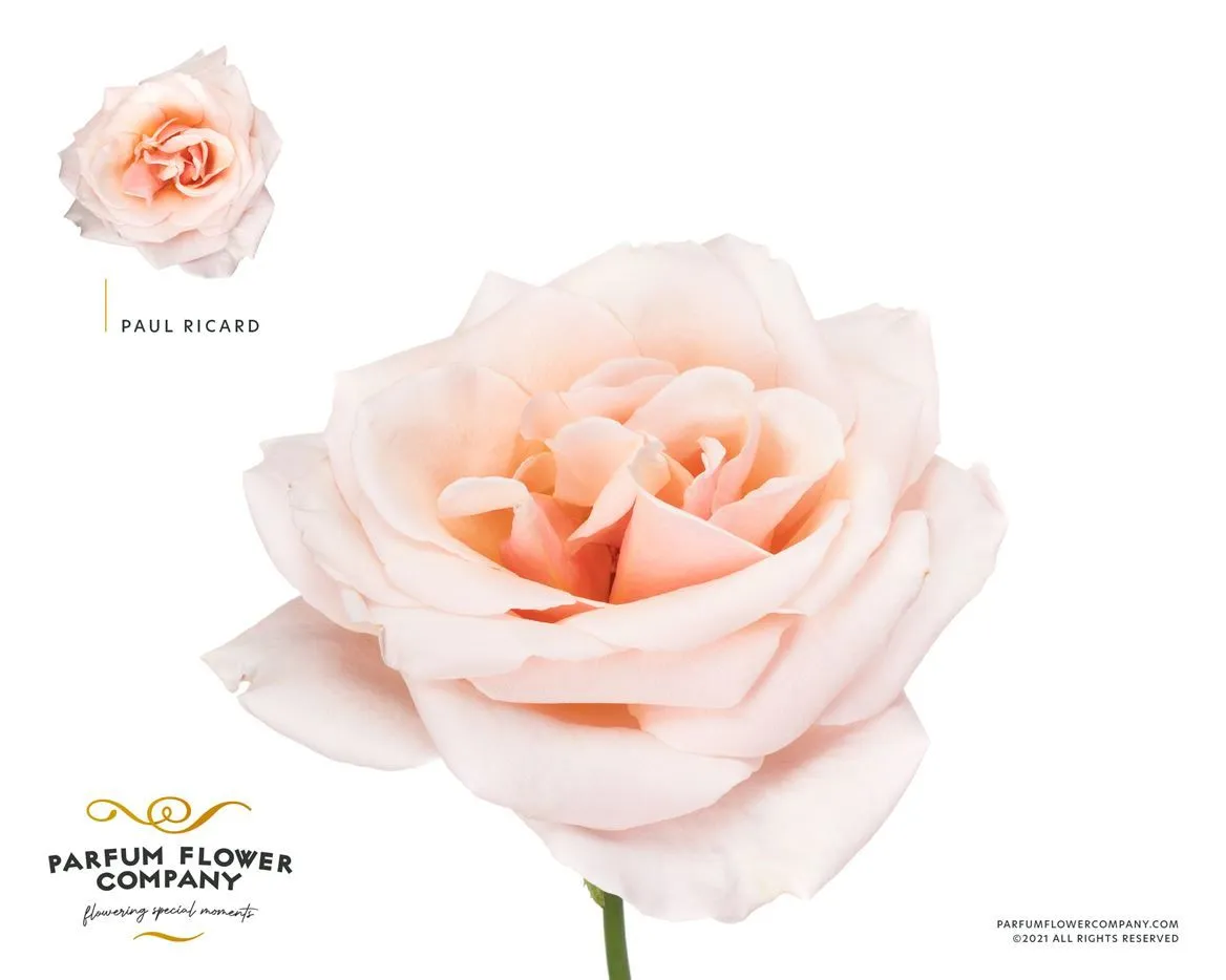 Ruža záhradná Scented Paul Ricard • 50 cm