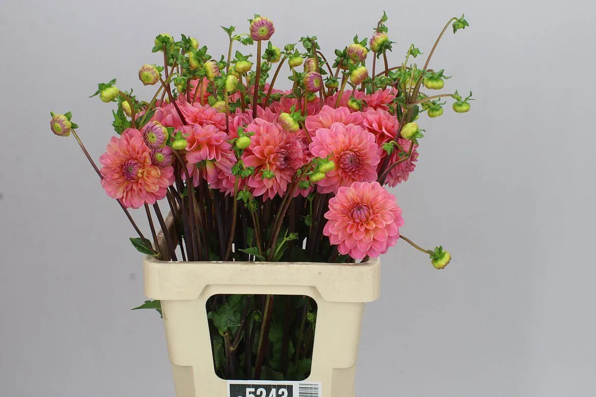 Dahlia Doris Duke • 60 cm