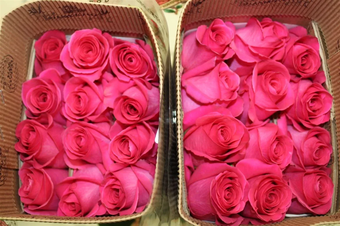 Rosa Gr Ec Pink Floyd • 40 cm