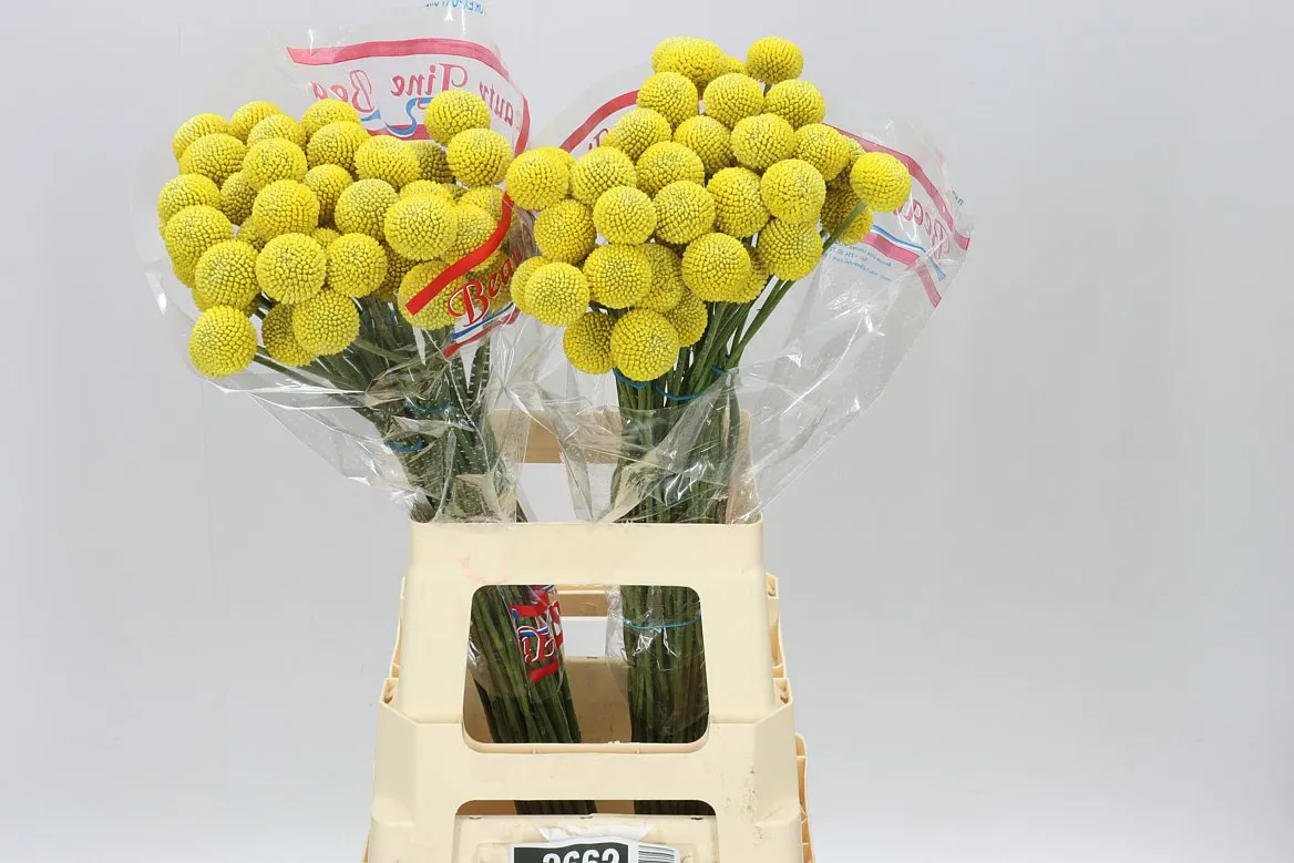 Craspedia Big Yellow • 60 cm