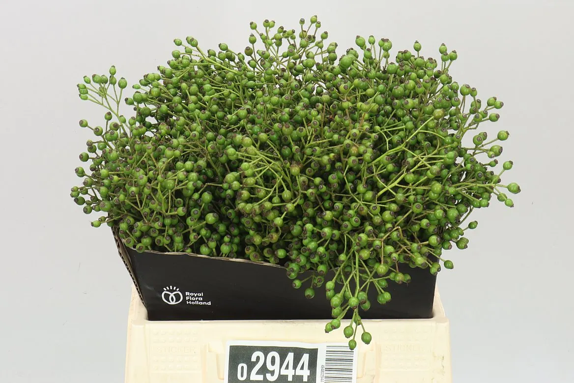 Rozenbottel Plenty Green • 40 cm