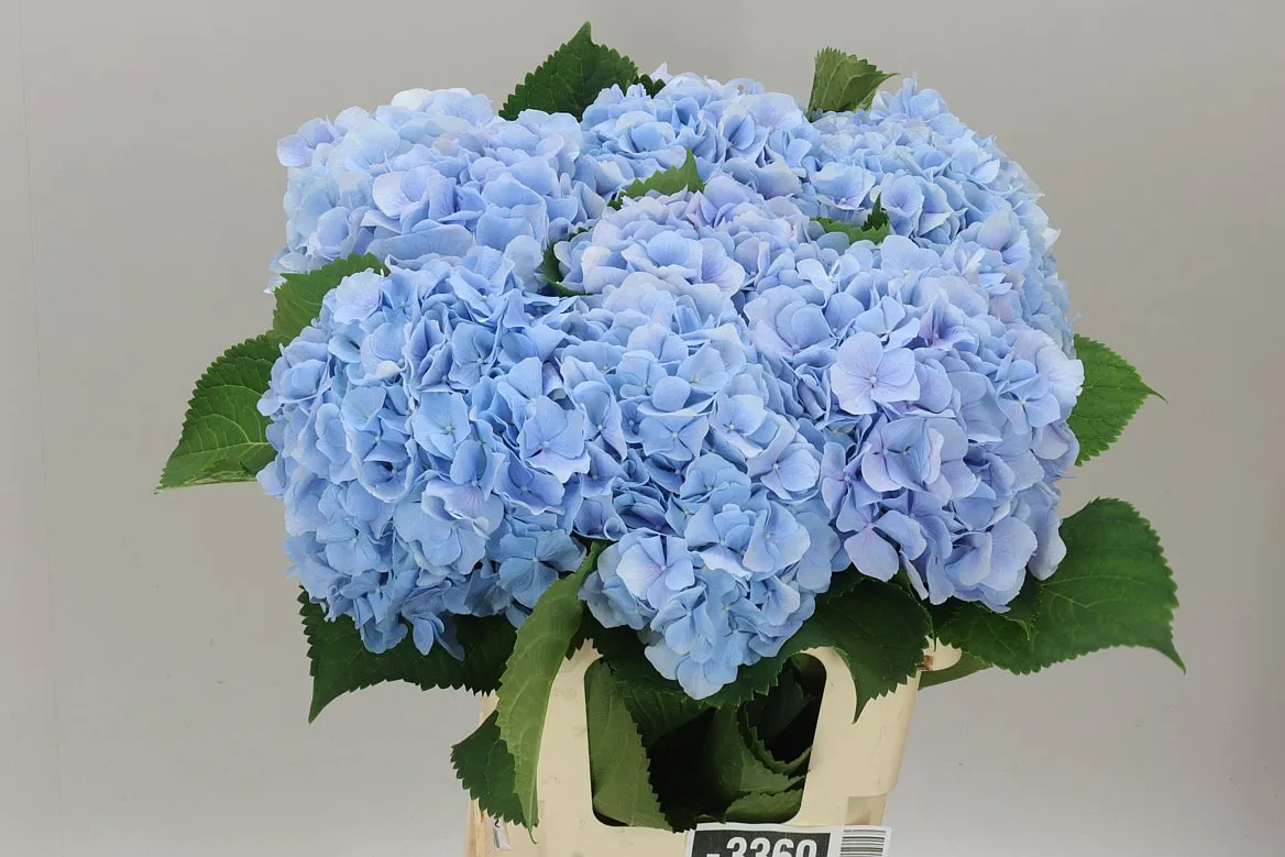 Hyd Verena Blue Pale • 60 cm
