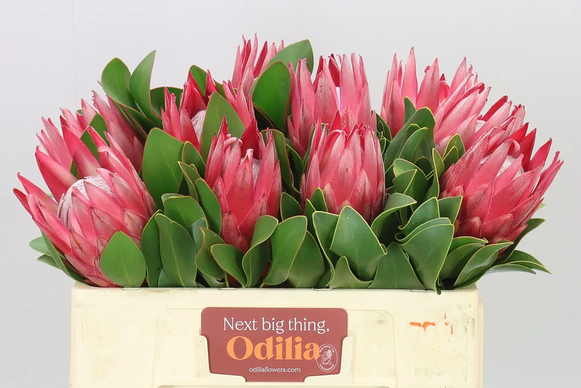 Protea Madiba • 50 cm