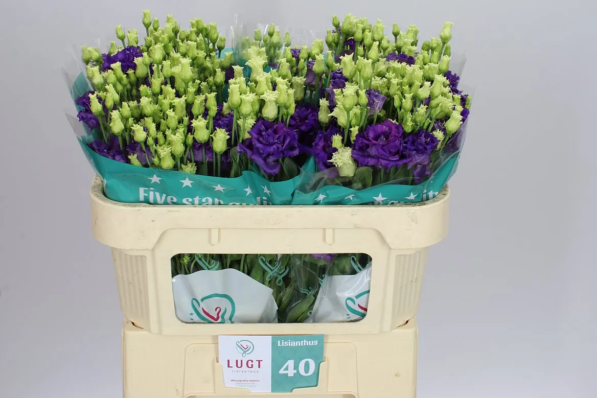 Eustóma plnokvetá Alissa Blue • 72 cm
