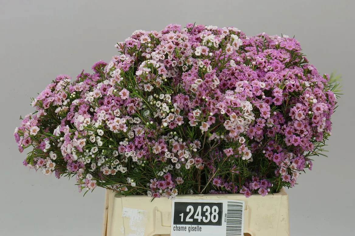 Voskovka Giselle • 40 cm