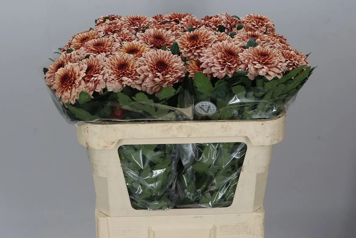 Chryzantéma veľkokvetá Pip Salmon • 65 cm
