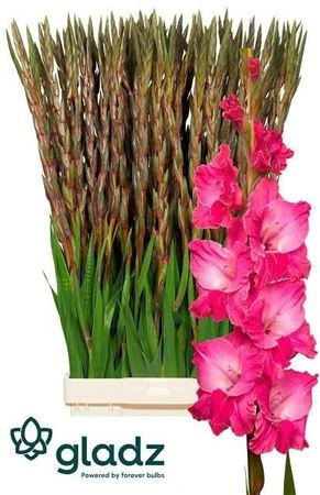 Gladiola Fairytale Pink • 130 cm