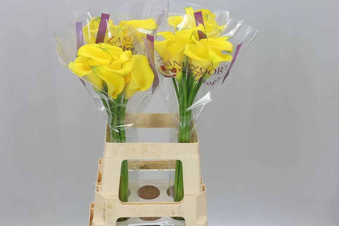 Zant Dutch Gold • 65 cm