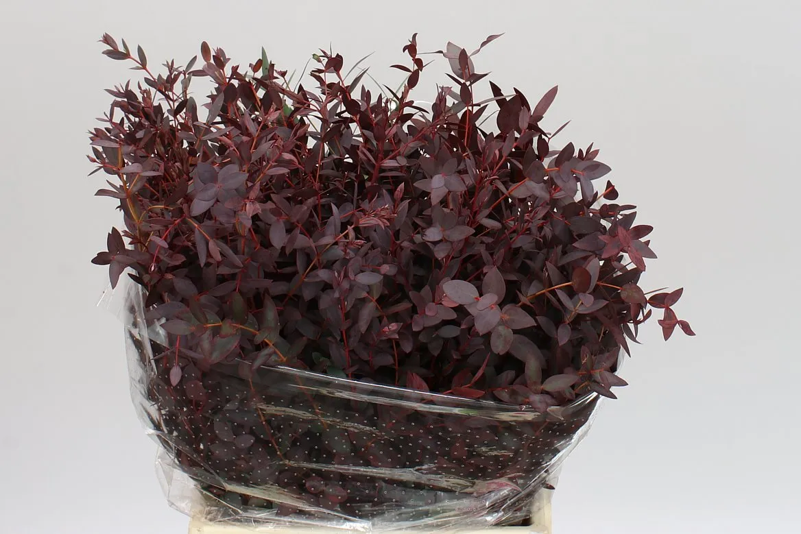 Eukalyptus Parvifolia Abs Red Short • 45 cm