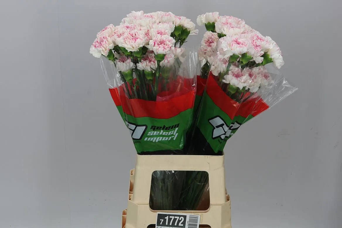 Karafiát Yucari Cherry • 70 cm