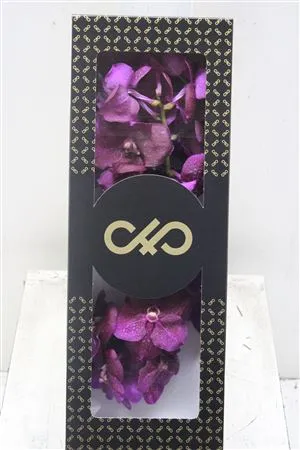 Vanda Fuchsia Magic • 25 cm