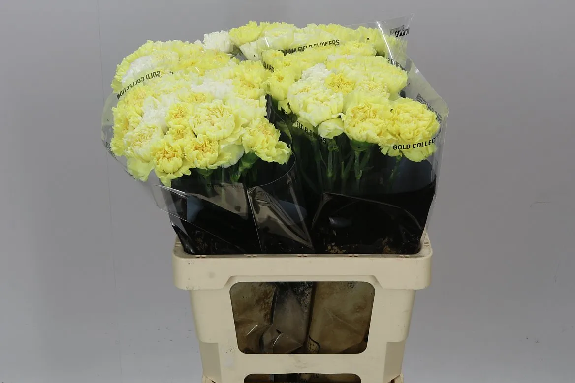 Di St Mix Yellow • 65 cm