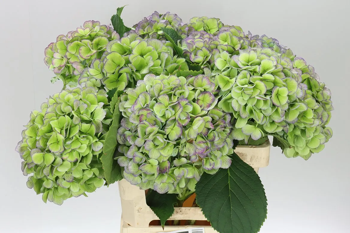 Hydrangea Verena Green Purple Classic • 60 cm