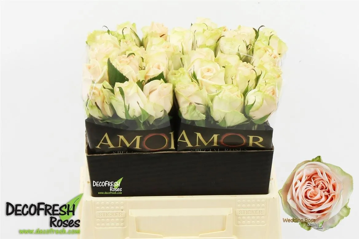 Ruža Wedding Rose • 40 cm