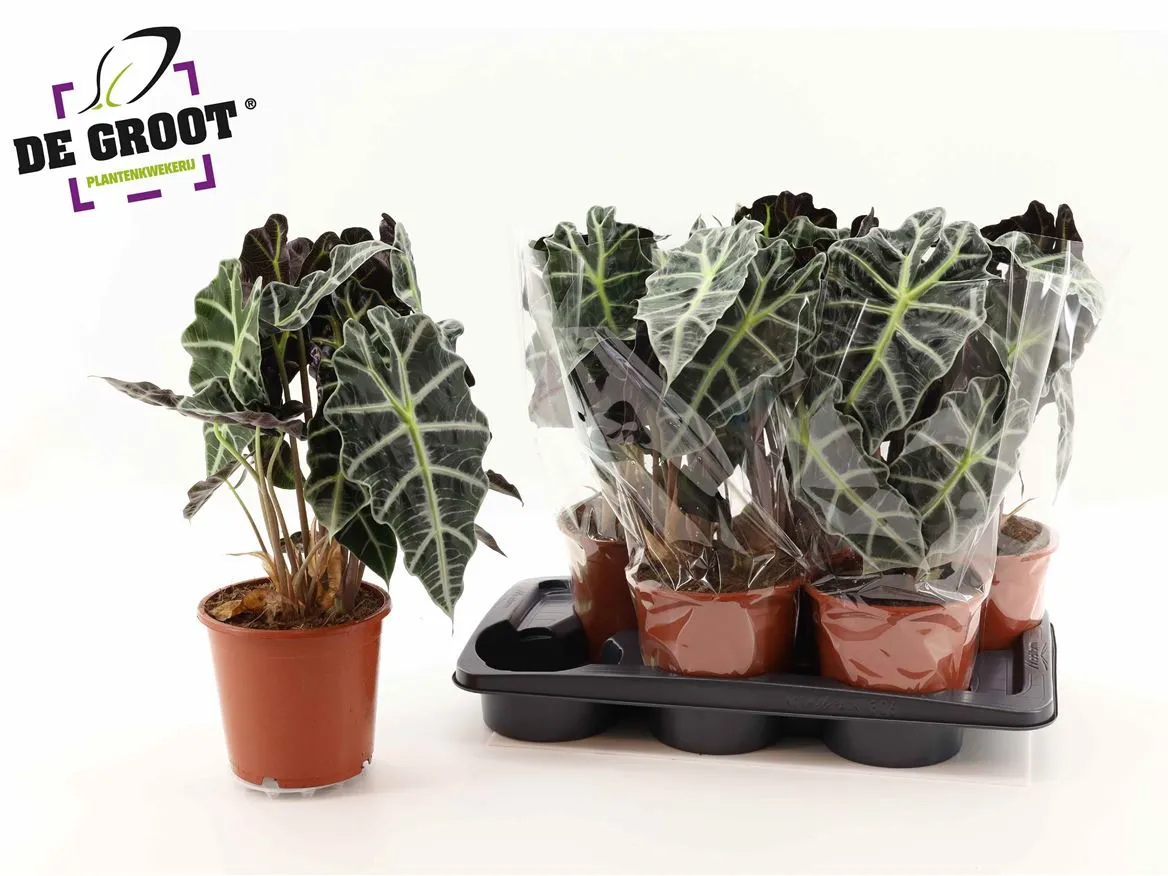 Alocasia Polly • črepník 17 cm