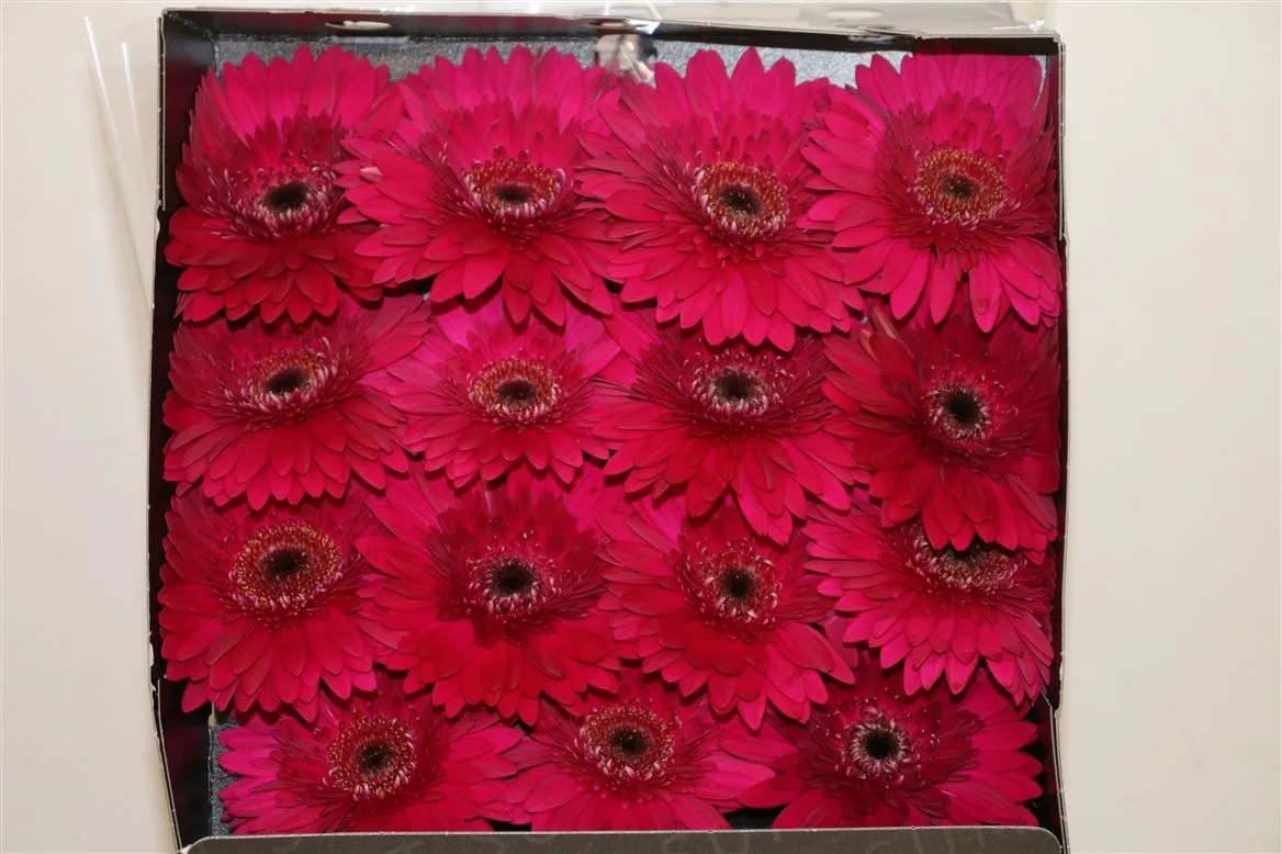 Gerbera Diamond Martini • 55 cm