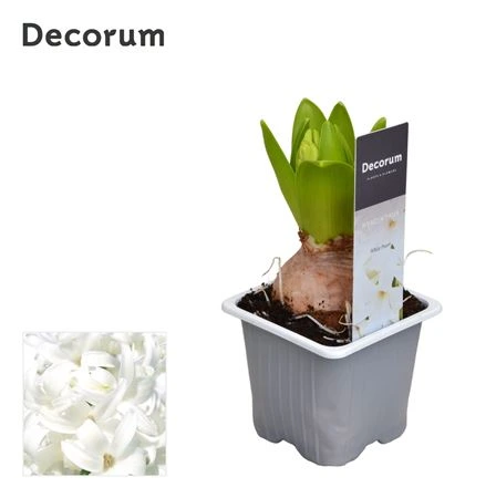 Hyacinth White Pearl 1pp • črepník 7 cm