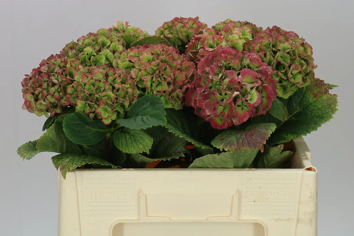 Hortenzia Lolly Pop Green Red Classic • 50 cm