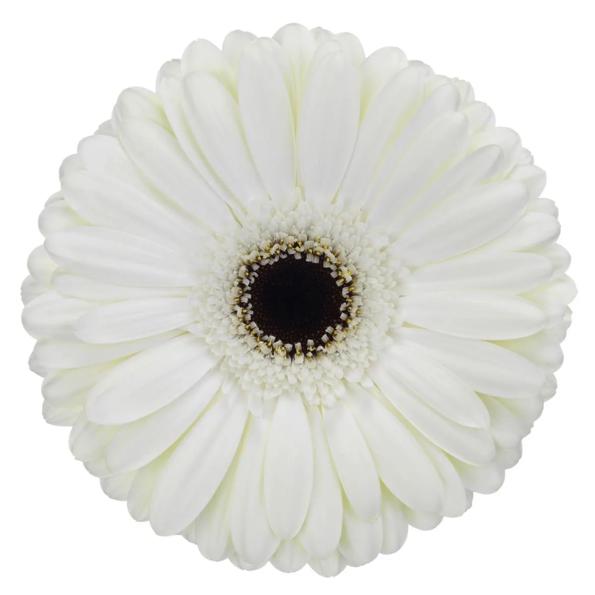 Gerbera Snow King • 45 cm