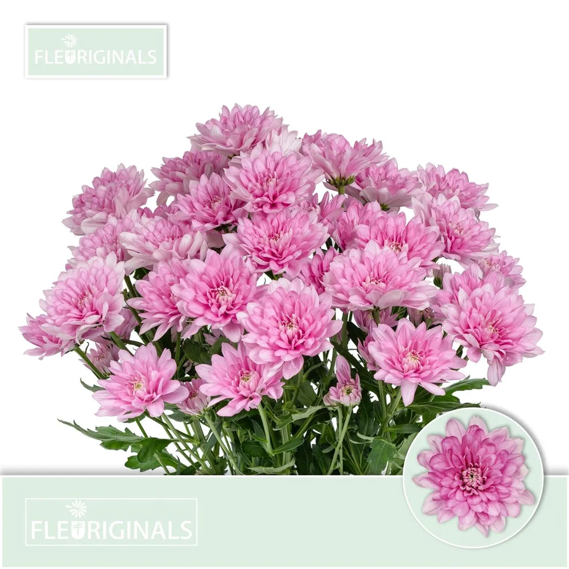 Chryzantéma trsová Baltica Pink • 70 cm