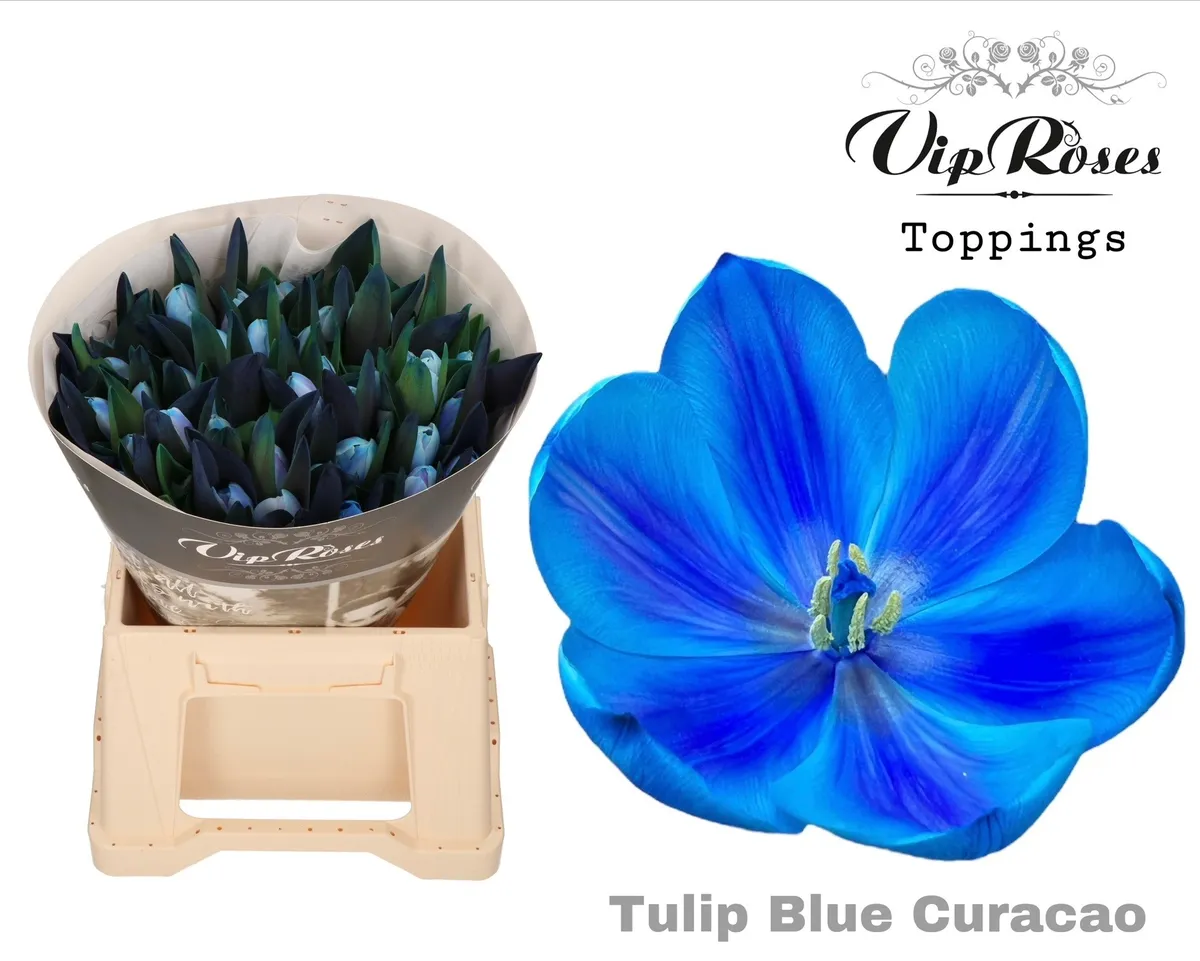 Tulipán jednoduchý Rv Blue Curacao • 38 cm
