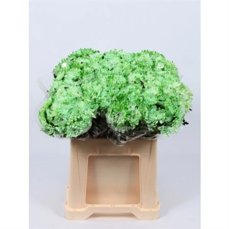 Chryzantéma trsová Baltica Green Glt • 70 cm