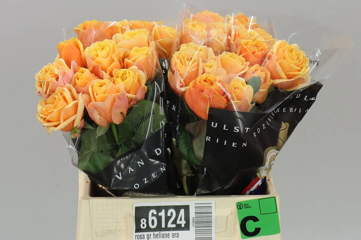 Rosa Gr Heliane Orange+ • 40 cm
