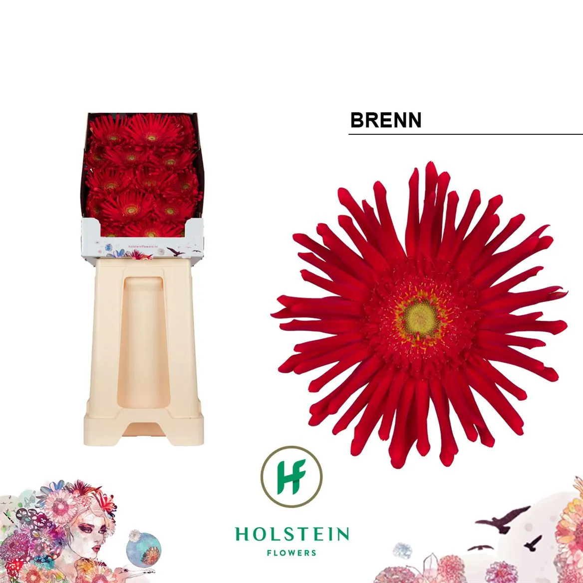 Gerb D Pasta Brenn • 55 cm