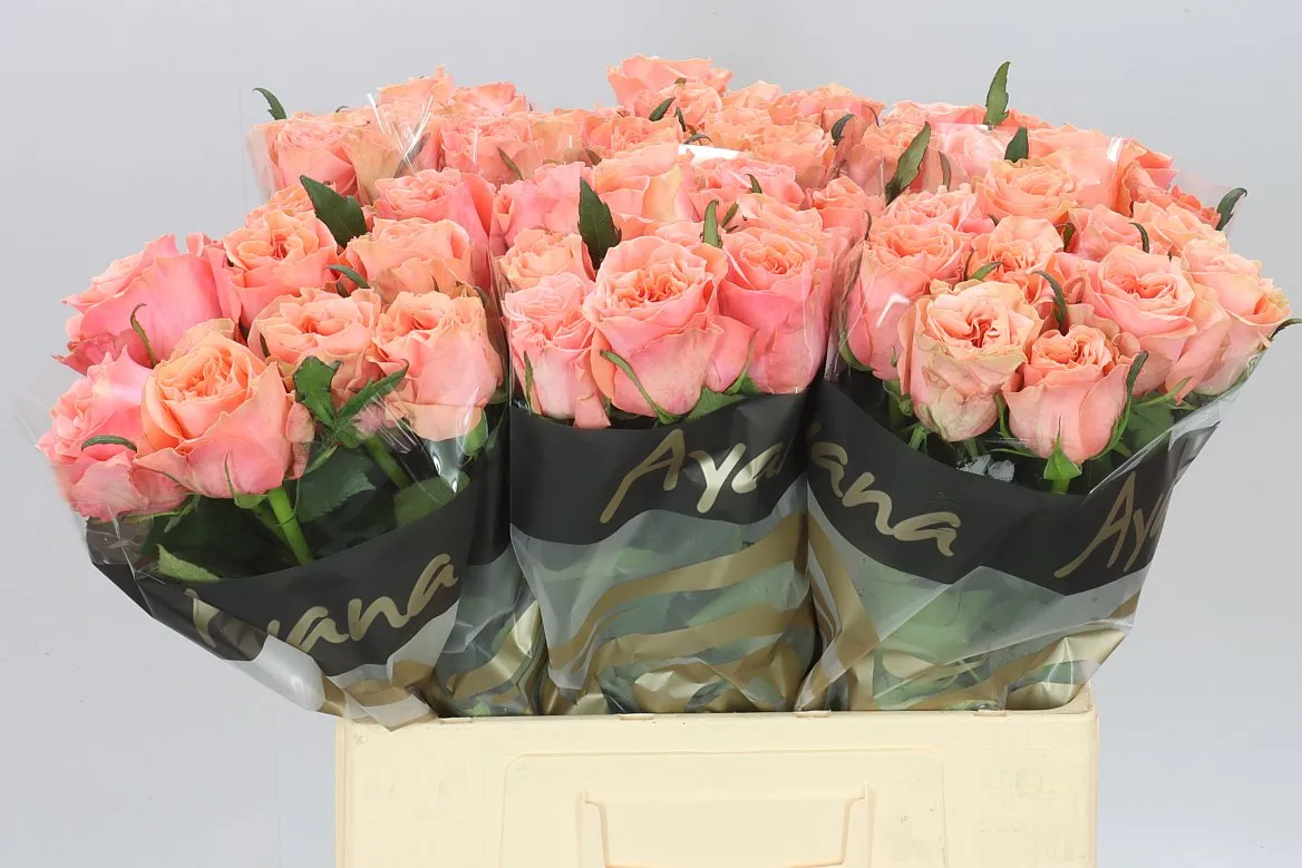 Ruža Blushing Reeva • 60 cm