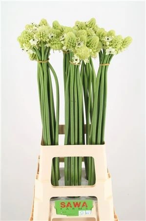 Ornithogalum Saundersiae • 80 cm