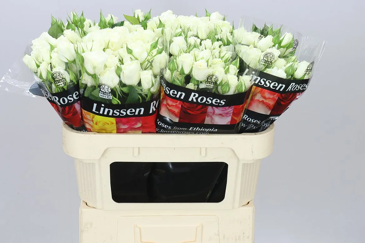 Rosa Tr Pascua! X5 • 70 cm