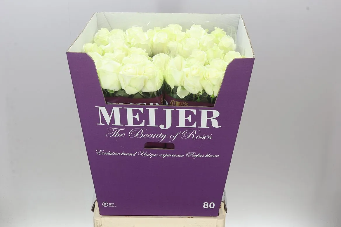 Rosa Gr Avalanche Meijer • 80 cm