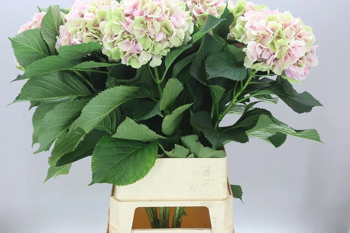 Hyd Verena Pink Classic • 100 cm