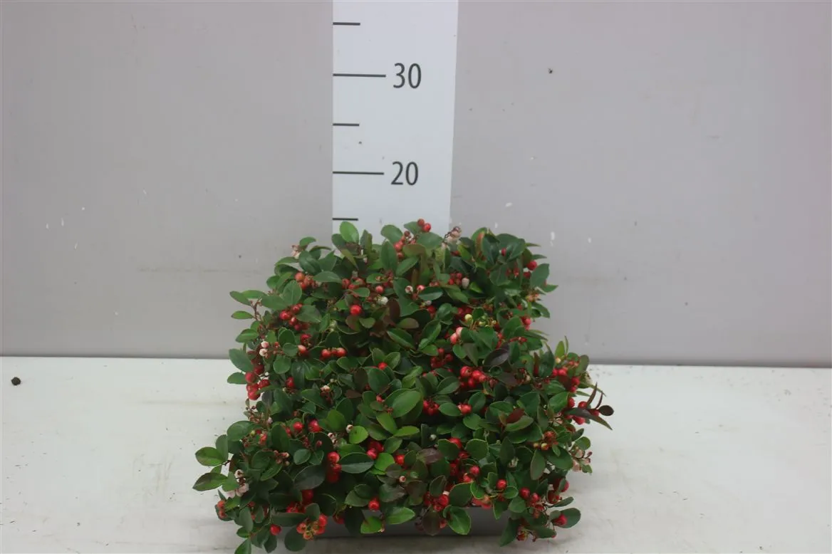 Gaultheria Procumb Mini • črepník 7 cm