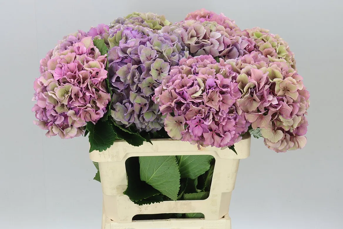 Hortenzia Parade Pink Classic • 60 cm