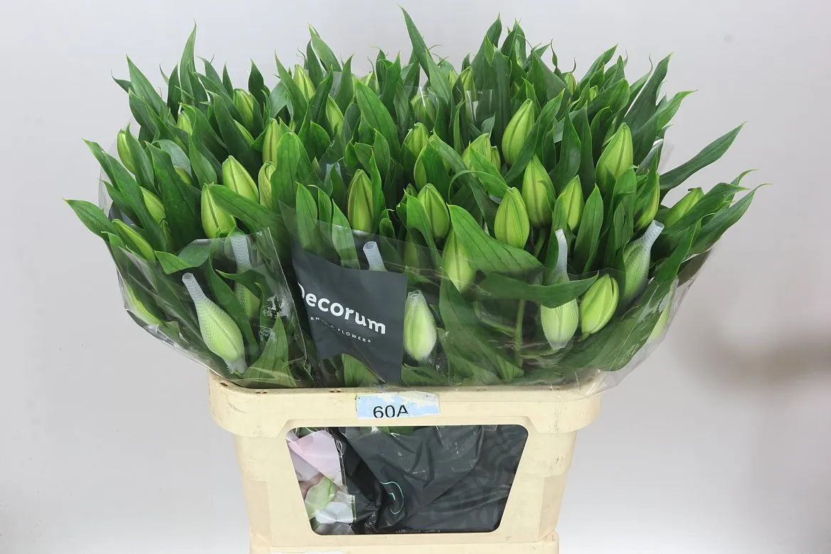 Ľalia orientálna Roselily Nadia (double) • 85 cm