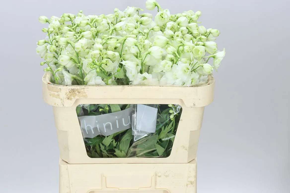 Delph El Centurion White • 70 cm