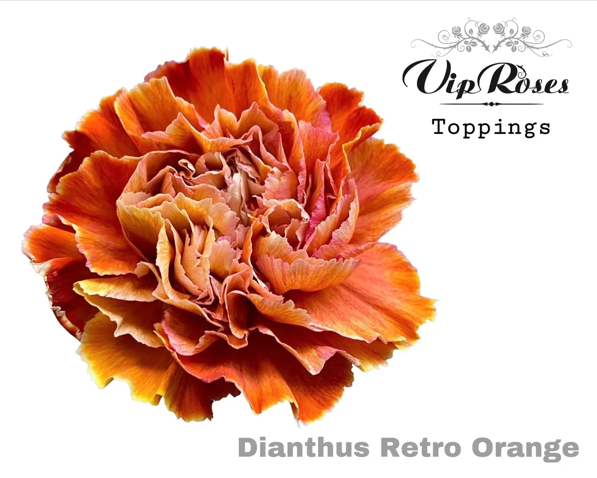 Di St Retro Orange • 60 cm
