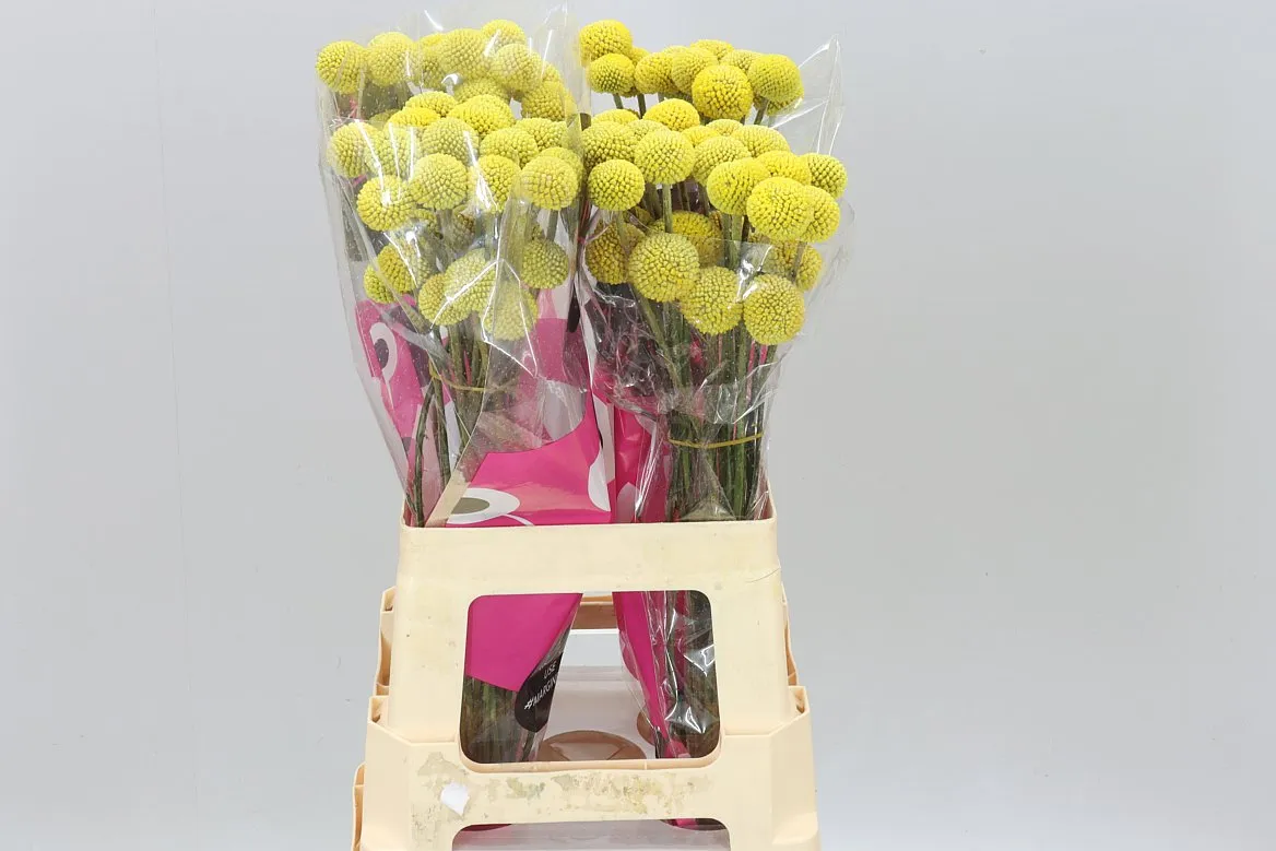 Craspedia Big Yellow • 60 cm