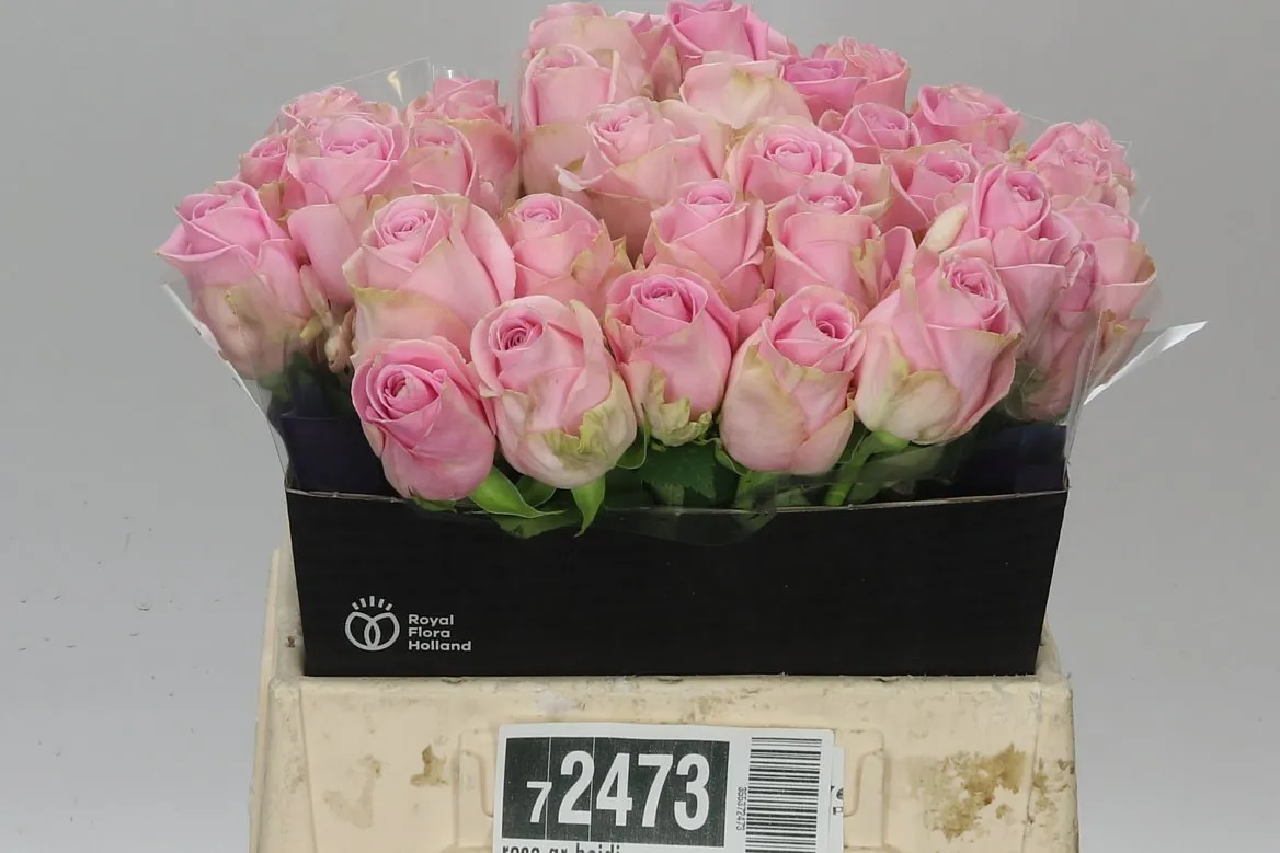 Ruža Heidi Ex • 40 cm