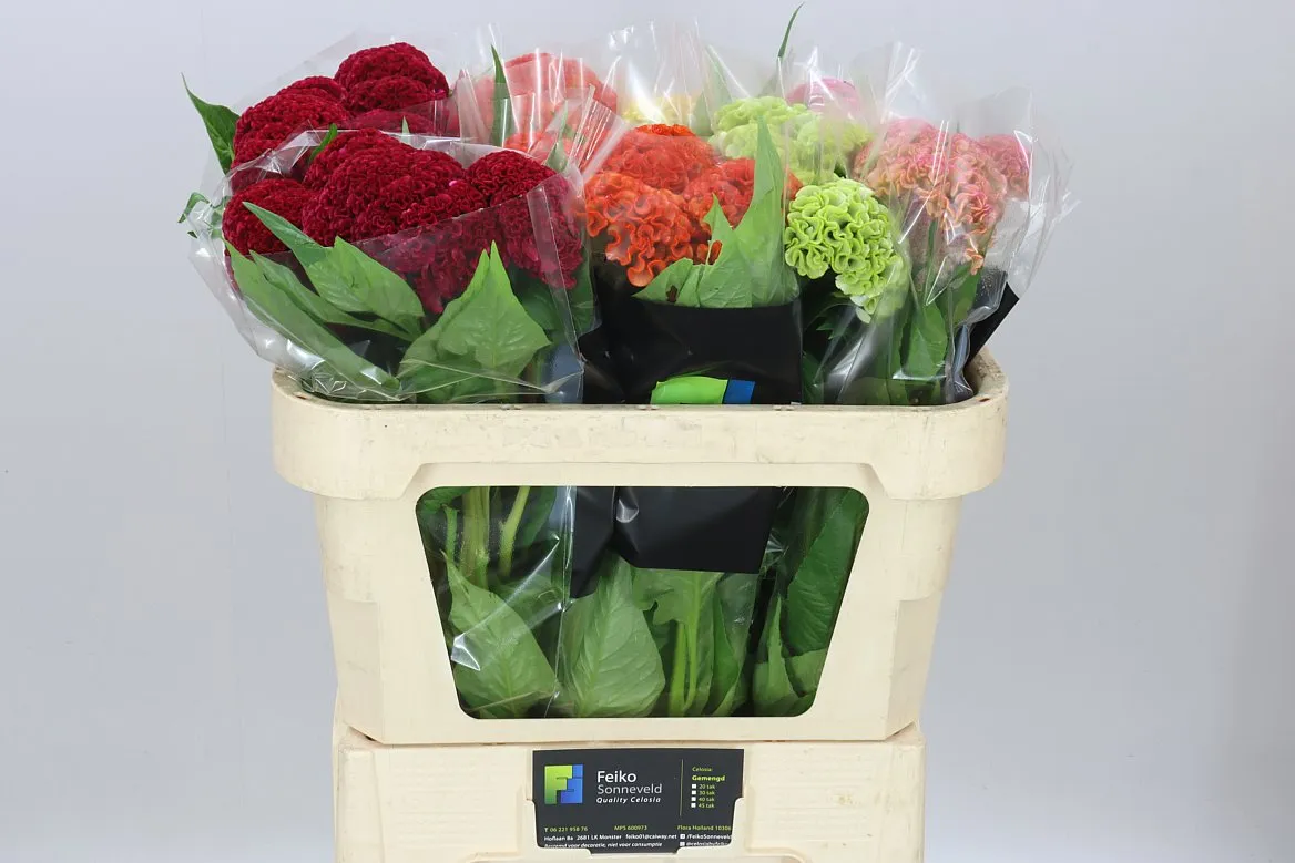 Celosia Reprise Mix In Bucket • 72 cm