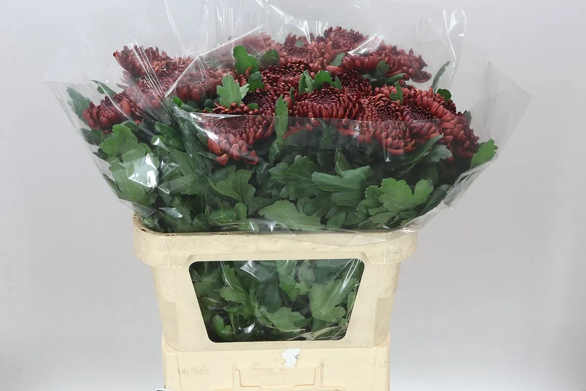 Chryzantéma veľkokvetá Ankara Red • 80 cm