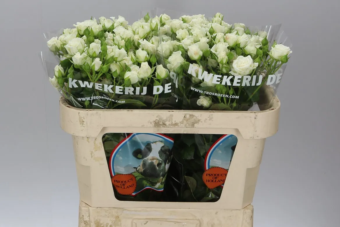 Rosa Tr White Lady • 70 cm