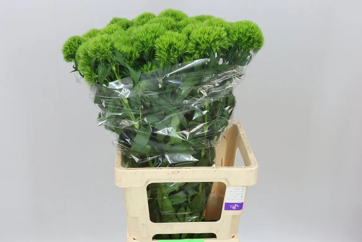 Di Bar Green Charm • 70 cm