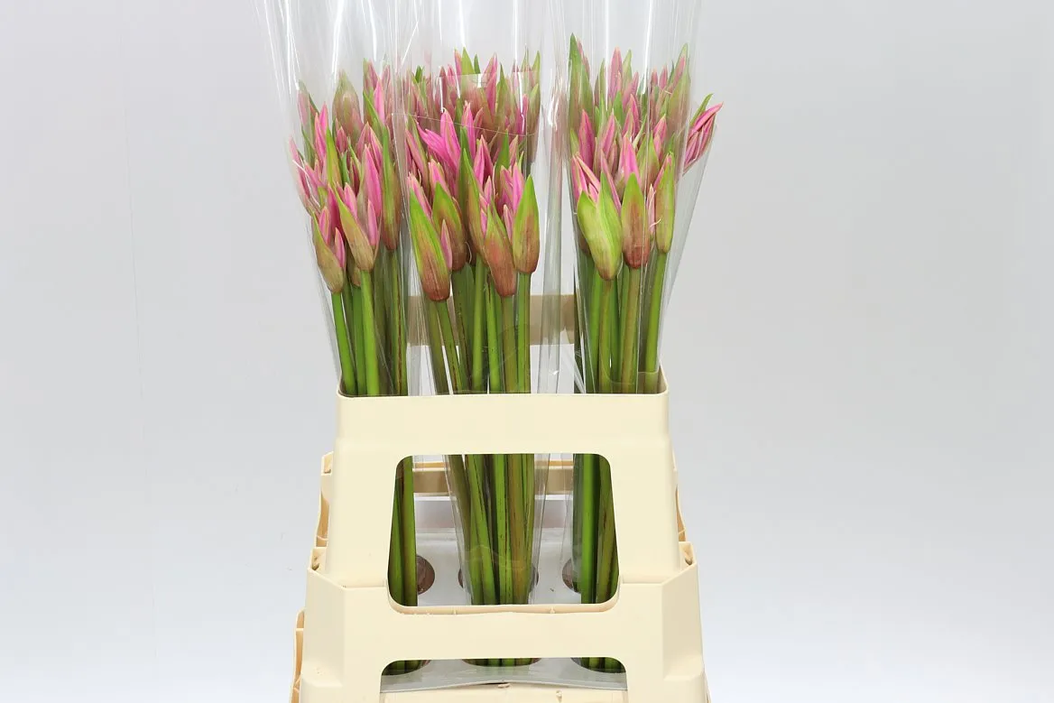 Amarine Smilla • 60 cm