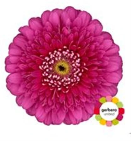 Gerbera Pomp Magic Ball • 45 cm