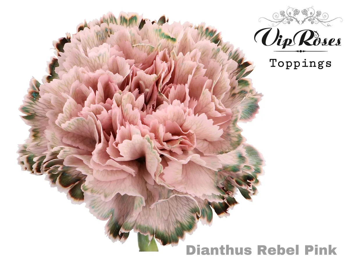 Karafiát Rebel Pink • 60 cm