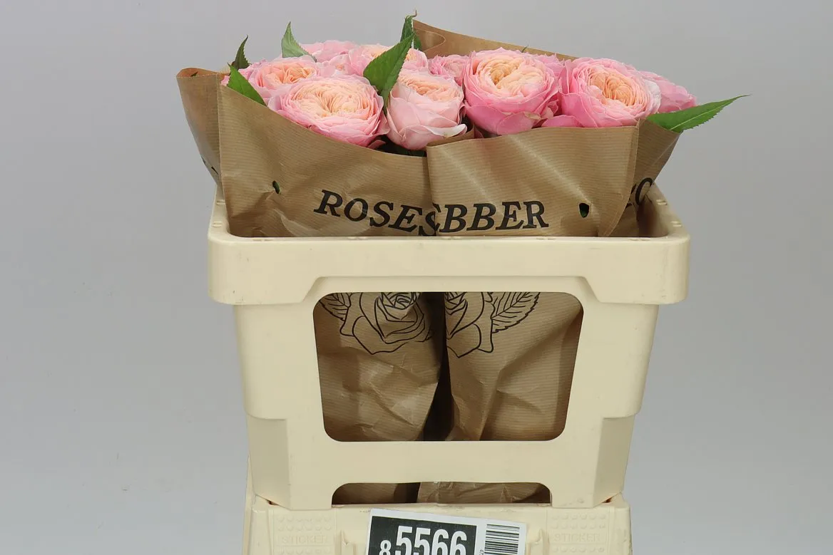 Rosa Gar Harper! • 50 cm
