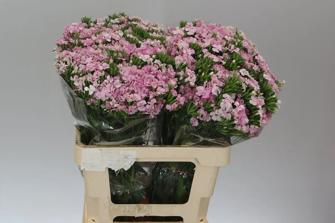 Di Barb Amazon Rose • 60 cm